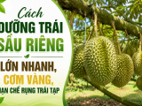 Cách dưỡng trái sầu riêng lớn nhanh, cơm vàng, hạn chế rụng trái