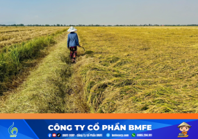 Nghịch lý vựa lúa An Giang: Giá lúa gạo sụt giảm, chi phí vật tư 