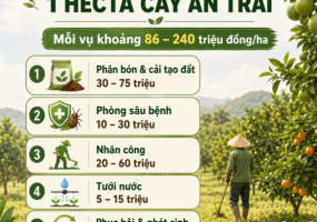 Chi Phí Chăm Sóc 1 Hecta Cây Ăn Trái Mỗi Vụ