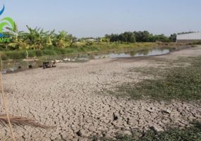 HẠN MẶN ĐBSCL 2026: ĐỪNG ĐỂ CƠ KHÁT LÀM KIỆT QUỆ VƯỜN CÂY CỦA BẠN