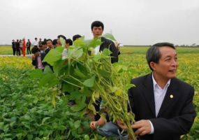 Phát triển cây đậu tương vụ đông: Giải pháp nông nghiệp bền vững 2026