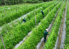 Nông Nghiệp Đà Nẵng Chuyển Mình Nhờ Liên Kết