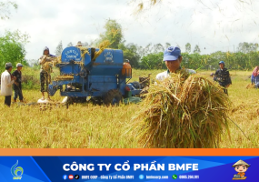 ĐBSCL giảm diện tích lúa Thu Đông 2026 ứng phó hạn mặn El Nino