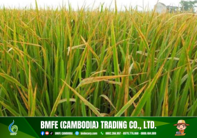 Cách Xử Lý Ngộ Độc Hữu Cơ Trên Lúa Hiệu Quả | Kỹ Thuật BMFE