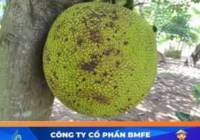 Cách trị mít bị nám da, cháy nắng hiệu quả cho nhà vườn