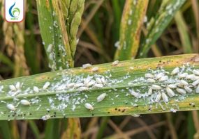 Cảnh báo dịch hại lúa Hè Thu 2026: Giải pháp quản lý rầy phấn trắng và bọ trĩ từ BMFE CORP