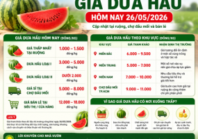 Giá Dưa Hấu Hôm Nay 26/05/2026 Tại Ruộng