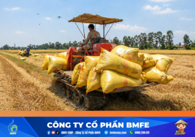 Vụ lúa Đông Xuân 2025 - 2026 tại Cà Mau: Khi năng suất kỷ lục không đi đôi với niềm vui