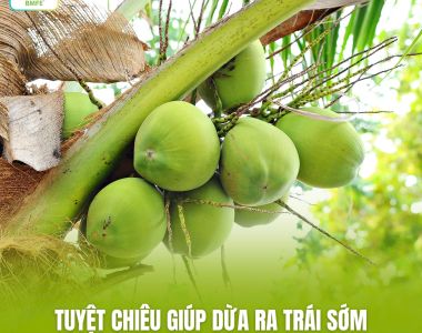 Tuyệt Chiêu Giúp Dừa Ra Trái Sớm – Áp Dụng Đúng Kỹ Thuật Để Thu Hoạch Nhanh, Trái Đều