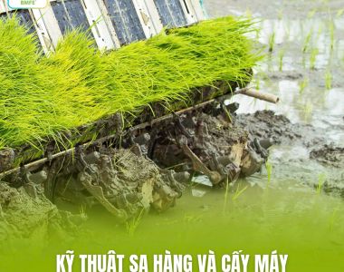 Kỹ Thuật Sạ Hàng Và Cấy Máy: Bí Quyết Tối Ưu Mật Độ, Giảm Chi Phí Gieo Sạ