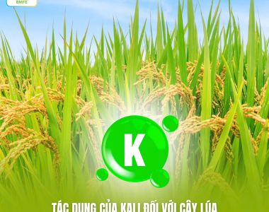 Tác dụng của Kali (K) đối với cây lúa: Bí quyết cho vụ mùa bội thu và hạt gạo chất lượng