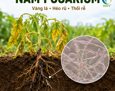 Phòng Ngừa Nấm Fusarium Hại Rễ, Vàng Lá Héo Rũ