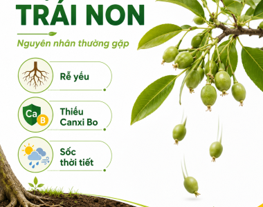 Vì Sao Cây Ăn Trái Bị Rụng Trái Non?