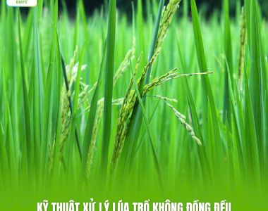 Kỹ Thuật Xử Lý Lúa Trổ Không Đồng Đều: Bí Quyết Giúp Lúa Trổ Thoát, Chắc Hạt