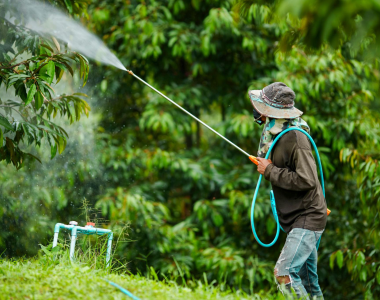 Phun thuốc khi trời sắp mưa có hiệu quả không? Nhà vườn cần biết