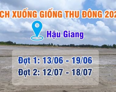 Bản Tin Nông Vụ 27/06/2025 – Cập Nhật Xuống Giống Lúa Thu Đông Tại Huyện Vị Thủy, Hậu Giang