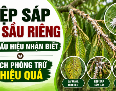 Rệp sáp hại sầu riêng: Dấu hiệu nhận biết và cách phòng trừ hiệu quả