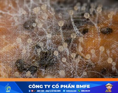 Kỹ thuật quản lý nấm Phytophthora sầu riêng mùa mưa hiệu quả