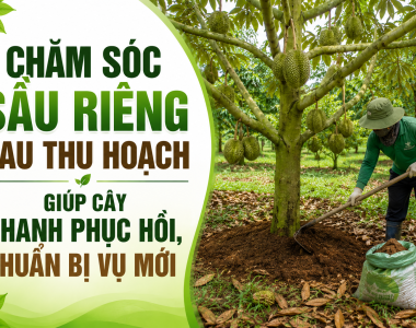 Chăm sóc sầu riêng sau thu hoạch giúp cây nhanh phục hồi, chuẩn bị vụ mới