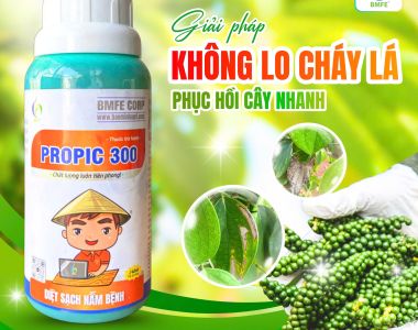 ដំណោះស្រាយការពារខ្លួនពីជំងឺស្លឹកឆេះលើដើមម្រេច – ស្ដារដើមឲ្យមកវិញយ៉ាងឆាប់រហ័សជាមួយ PROPIC 300