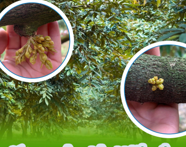 Các Nguyên Nhân Khiến Sầu Riêng Rụng Hoa Và Trái Non & Cách Khắc Phục