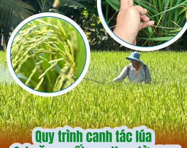 Quy Trình Canh Tác Lúa Đạt Năng Suất Cao Theo Từng Vụ: Bí Quyết Từ Chuyên Gia