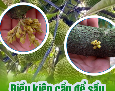 Bí Quyết Xử Lý Giúp Sầu Riêng Ra Hoa Thành Công: 4 Điều Kiện Tiên Quyết