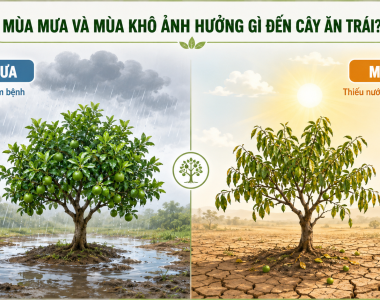 Mùa Mưa Và Mùa Khô Ảnh Hưởng Gì Đến Cây?