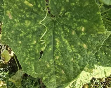 Bệnh Sương Mai (Late Blight) – Nguyên Nhân, Triệu Chứng và Cách Phòng Trừ Hiệu Quả