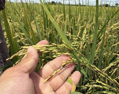 Thời Điểm Phun Ngừa Bệnh Lem Lép Hạt Trên Lúa Hiệu Quả Nhất