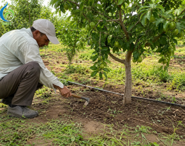Đất Ẩm Lâu Làm Rễ Ngộp: Cách Cải Tạo Vùng Rễ Cây Ăn Trái