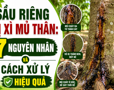 Sầu riêng bị xì mủ thân: 7 nguyên nhân và cách xử lý hiệu quả
