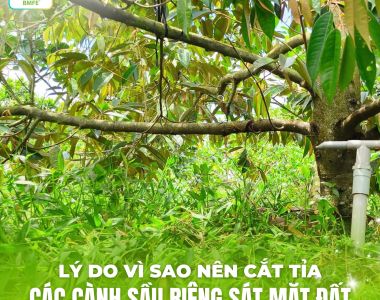 Bí Quyết Cắt Tỉa Cành Sầu Riêng Sát Mặt Đất – Giải Pháp Vàng Cho Vườn Khỏe, Trái Ngon
