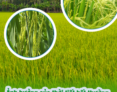 Ảnh Hưởng Của Thời Tiết Bất Thường Đến  Sinh Trưởng Lúa Và Cách Ứng Phó Hiệu Quả