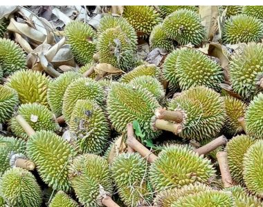 7 nguyên nhân khiến sầu riêng rụng trái non và cách khắc phục