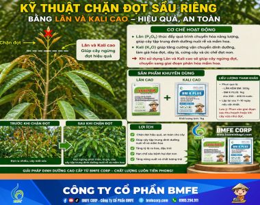 Kỹ thuật chặn đọt sầu riêng bằng Lân và Kali cao hiệu quả