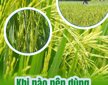 Khi Nào Nên Dùng Phân Bón Lá Cho Lúa Để Đạt Năng Suất Cao Nhất?