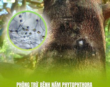 PHÒNG TRỪ BỆNH NẤM PHYTOPHTHORA TRÊN SẦU RIÊNG TRONG THỜI KỲ CÂY YẾU SAU VỤ