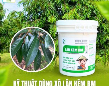 KỸ THUẬT DÙNG XÔ LÂN KẼM BM TRƯỚC KHI XỬ LÝ RA HOA 7–10 NGÀY