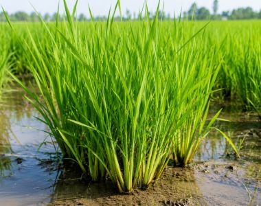 Cách giúp lúa đẻ nhánh mạnh, tăng số chồi hữu hiệu