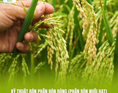 Kỹ Thuật Bón Phân Đón Đồng: Cách Xác Định Thời Điểm Và Liều Lượng Tối Ưu