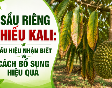 Sầu riêng thiếu Kali: Dấu hiệu nhận biết và cách bổ sung hiệu quả