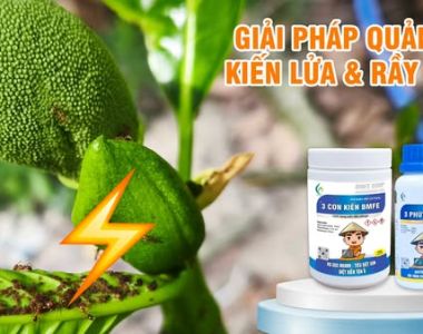 Tại Sao Cần Phải Quản Lý Kiến Lửa Trong Vườn – Hiểu Đúng Để Bảo Vệ Cây Trồng