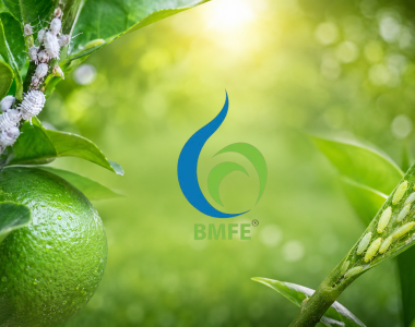 Bí Quyết Trị Rệp Sáp Và Rầy Xanh Độc Hại Trên Cây Ăn Trái
