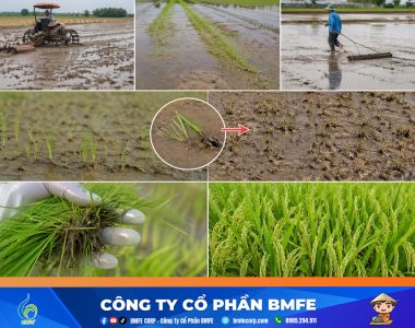 Cách xử lý lúa cỏ hiệu quả cho vụ Hè Thu từ khâu làm đất