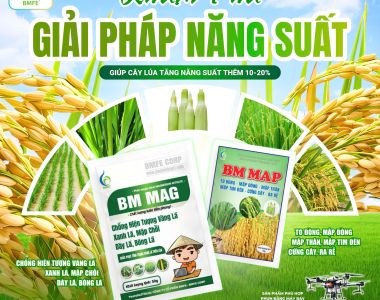 បង្កើនផលល្អិតស្រូវបានចន្លោះពី ១០% ដល់ ២០% ជាមួយ BM MAG និង BM MAP
