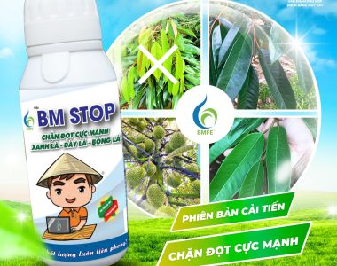 BM STOP – Giải pháp đột phá chặn đọt, kích hoa và nuôi trái sầu riêng hiệu quả