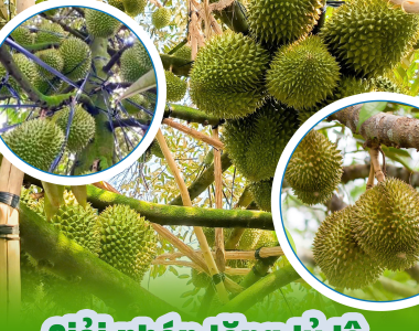 Giải Pháp Tăng Tỷ Lệ Đậu Trái Cho Sầu Riêng: Bí Quyết Năng Suất Cao