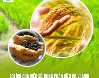 Lợi Ích Của Phân Hữu Cơ Vi Sinh Trong Canh Tác Lúa Bền Vững