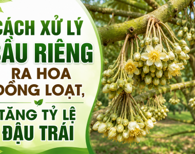 Cách xử lý sầu riêng ra hoa đồng loạt, tăng tỷ lệ đậu trái